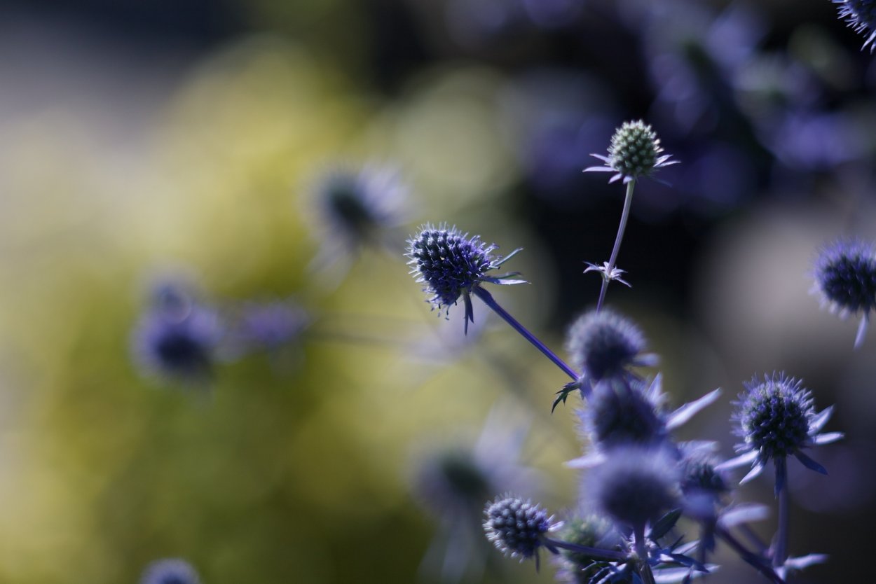 Чертополох колючий сухой