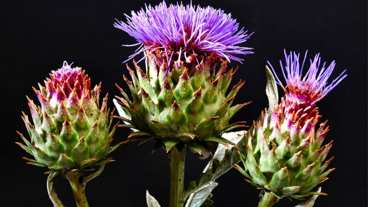 Чертополох мелкоголовчатый