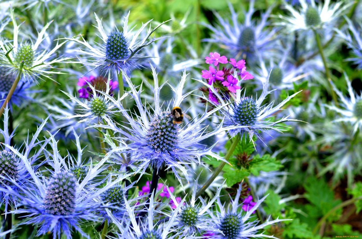 Чертополох магические