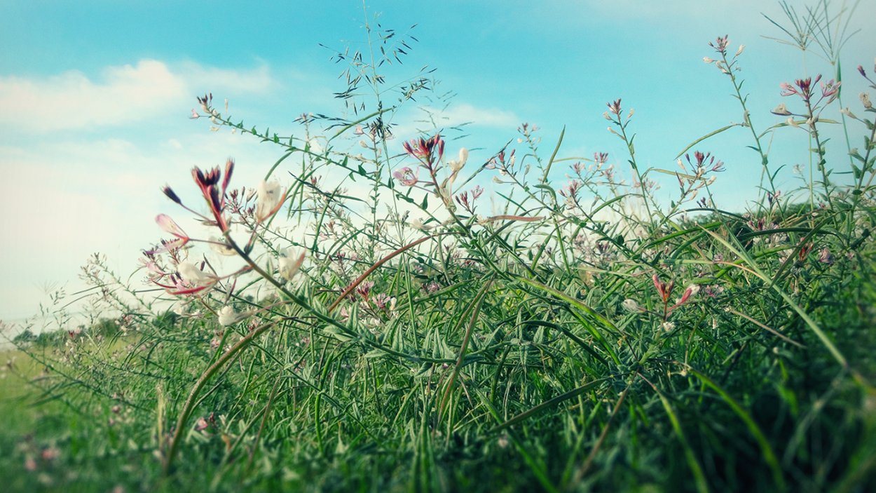 Обои май Россия