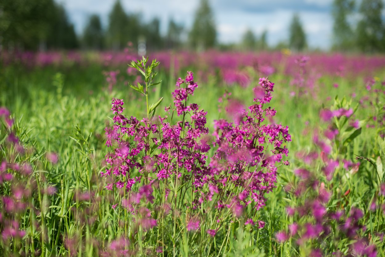 Иван чай, зверобой и душица