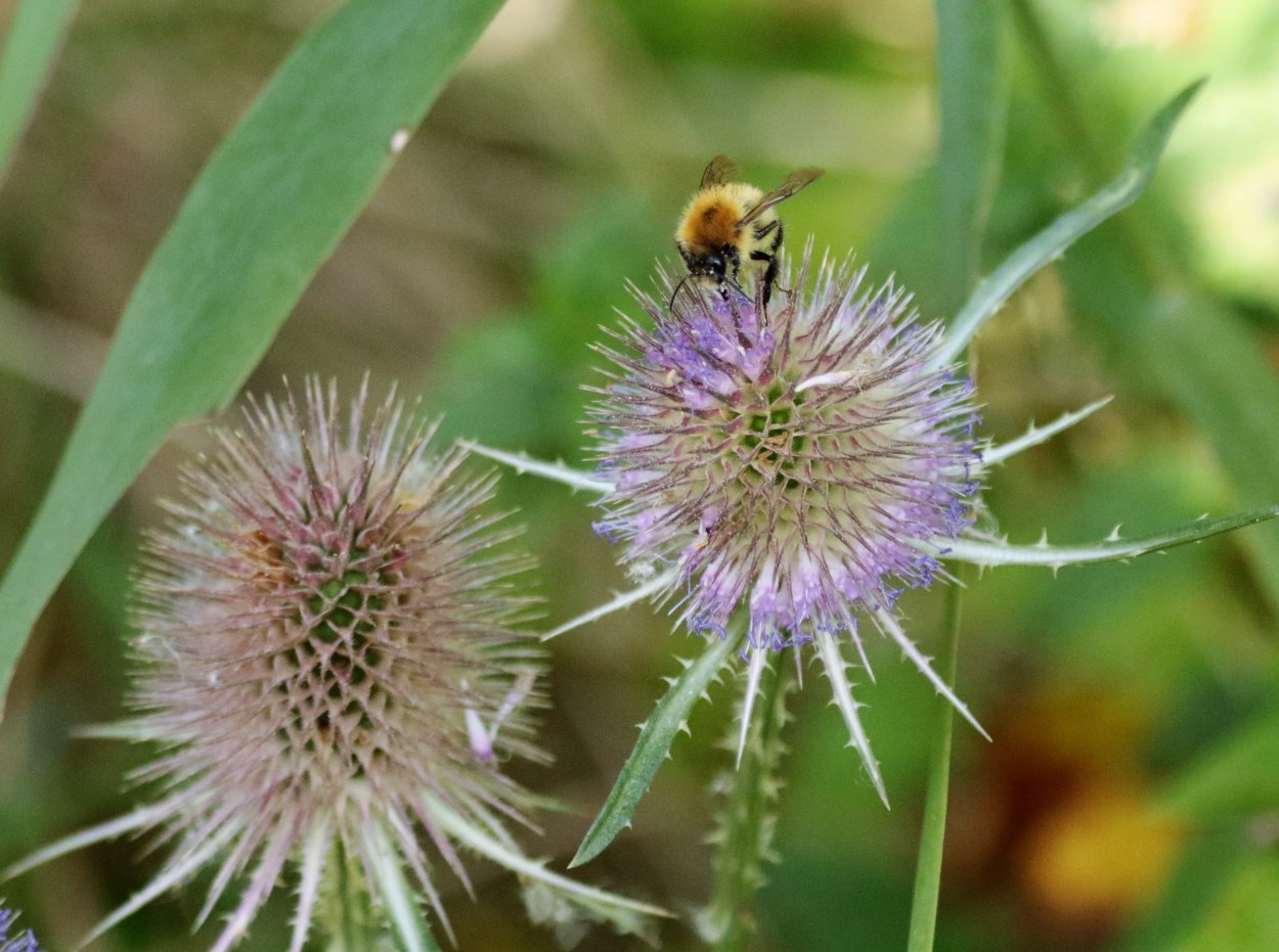 Луговая колючка