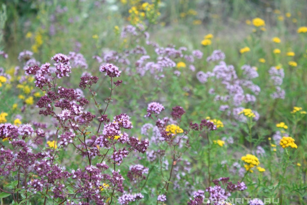 Чабрец душица Матрешка