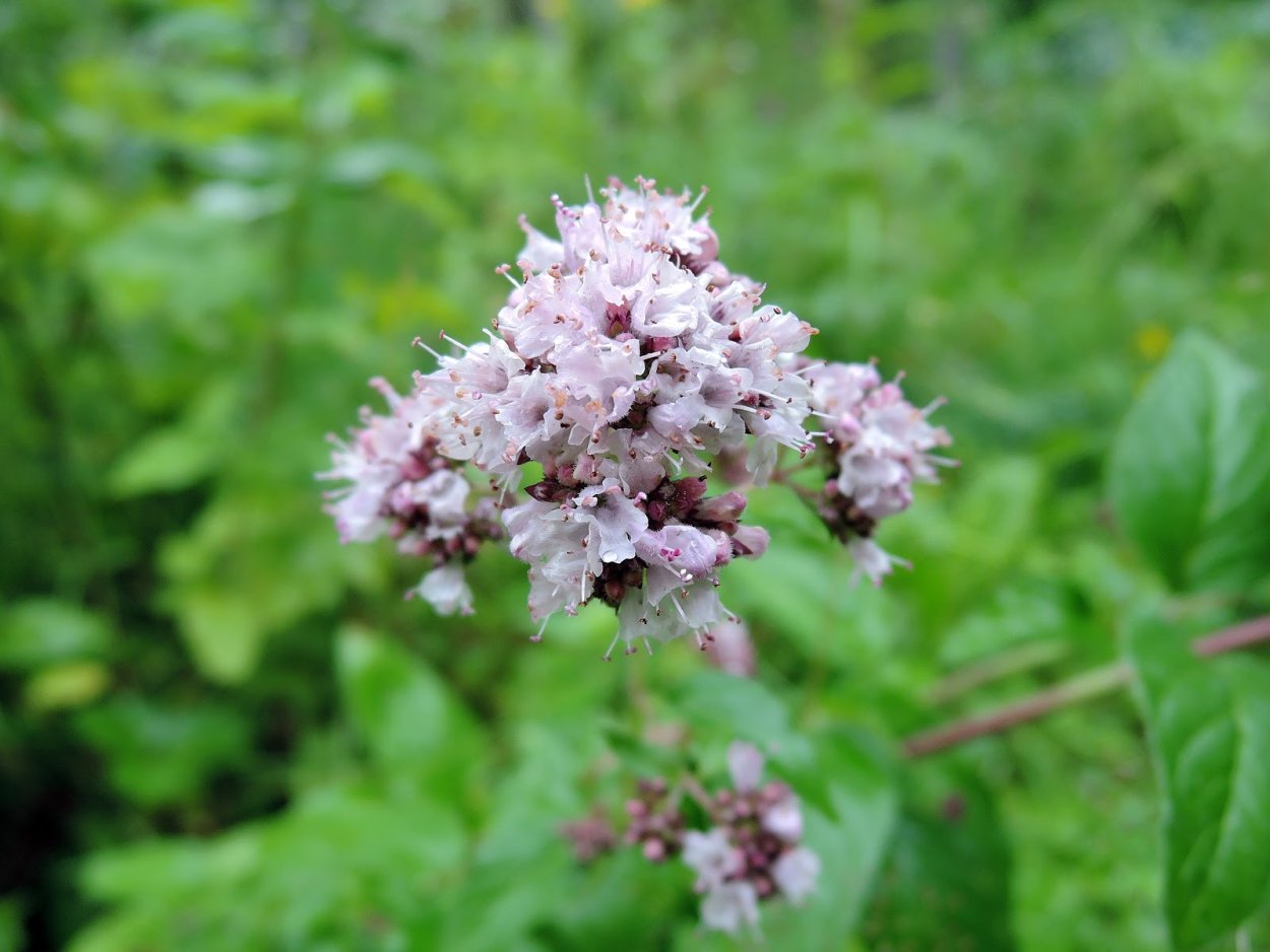 Душица Полевая