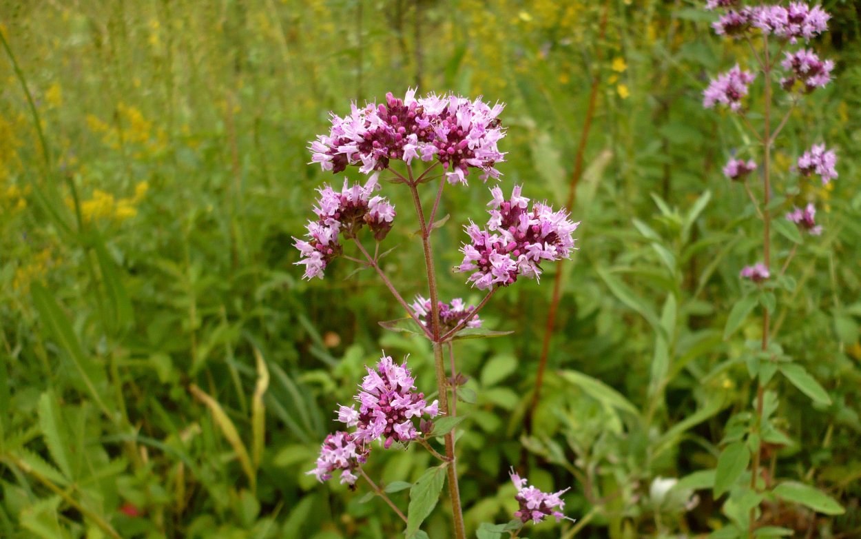 Душица обыкновенная Диаболо
