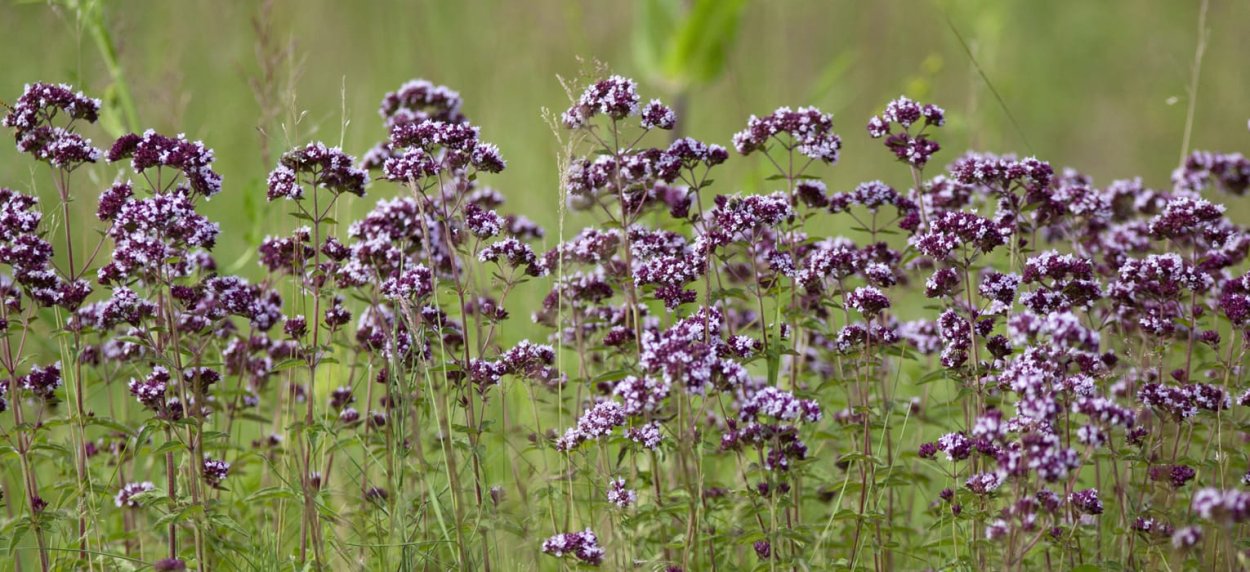 Душица обыкновенная Лебедушка