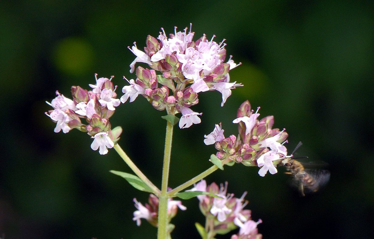 Душица Margeritha