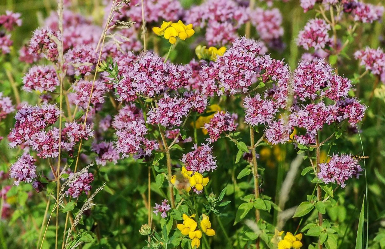 Душица Полевая