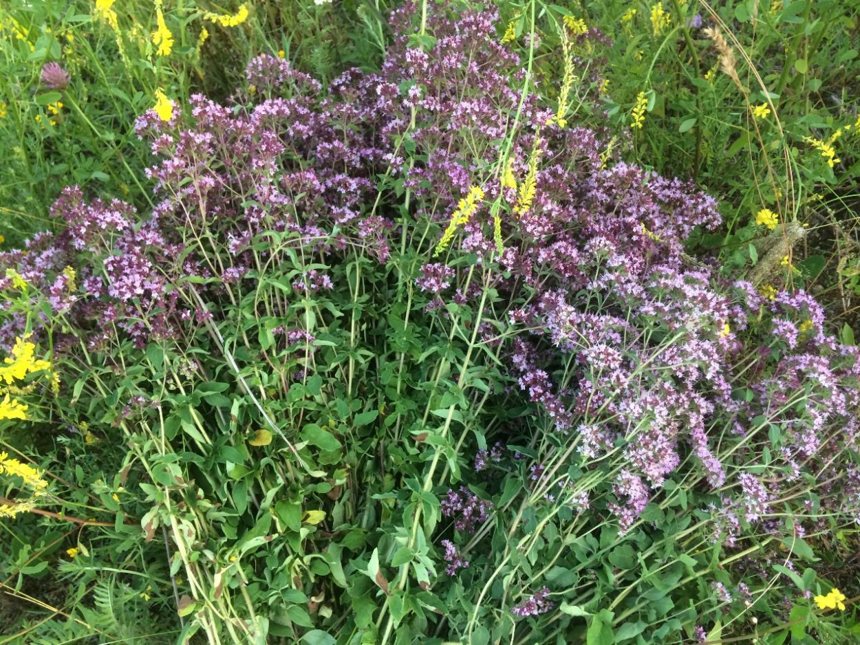 Душица Аманская