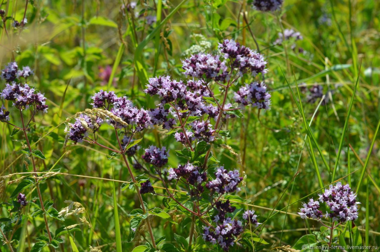 Душица и зверобой