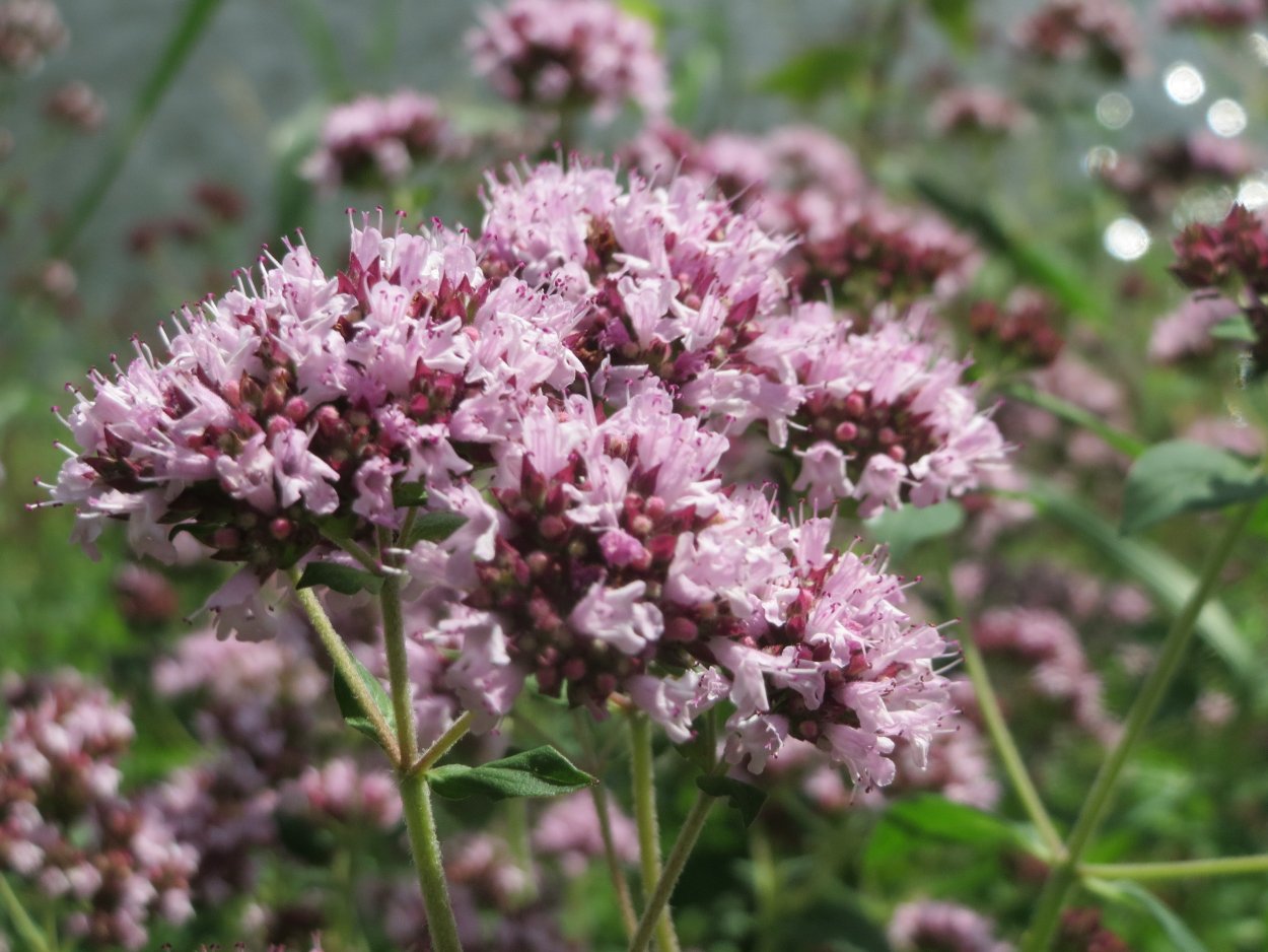 Орегано(душица) gentle Breeze