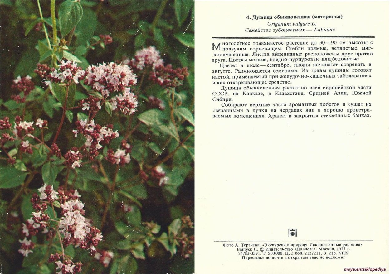 Паспорт душицы обыкновенной