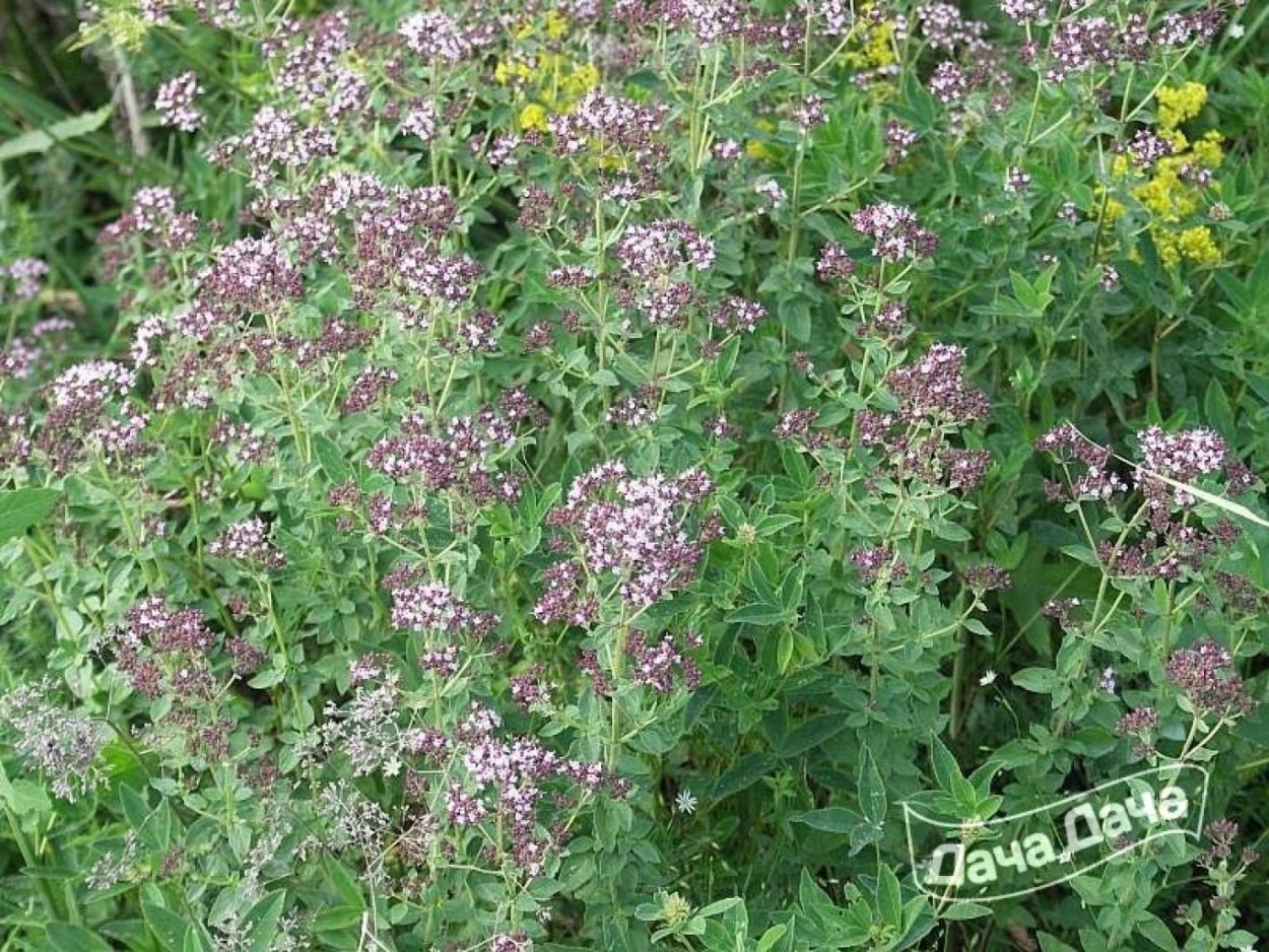 Душица Арбатская Семко