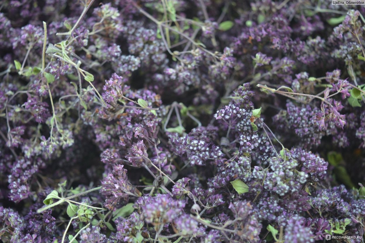 Душица сиреневый туман