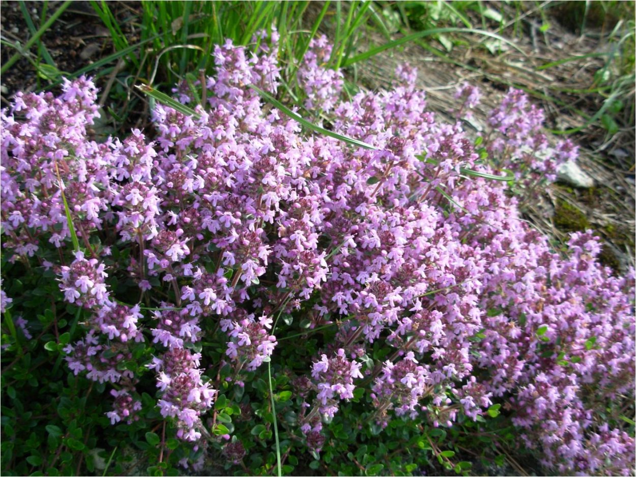 Тимьян обыкновенный Thymus vulgaris
