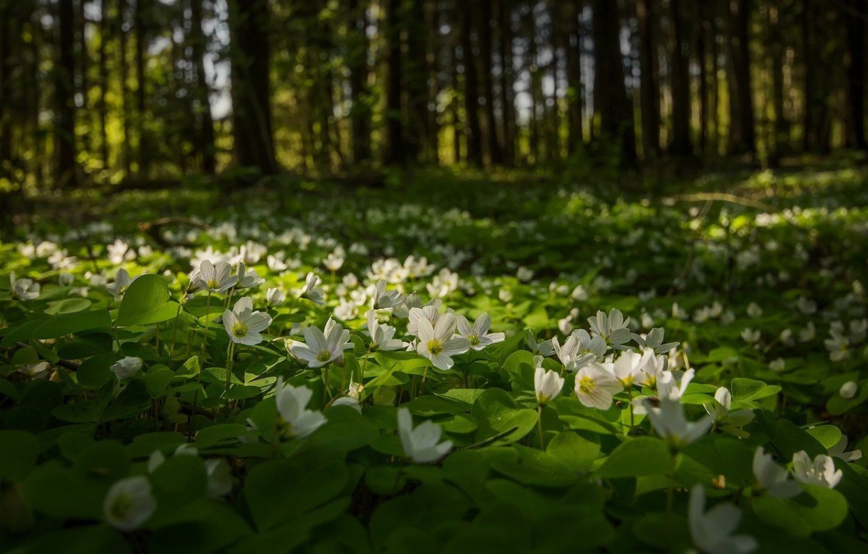 Ветреница Лесная Полянка