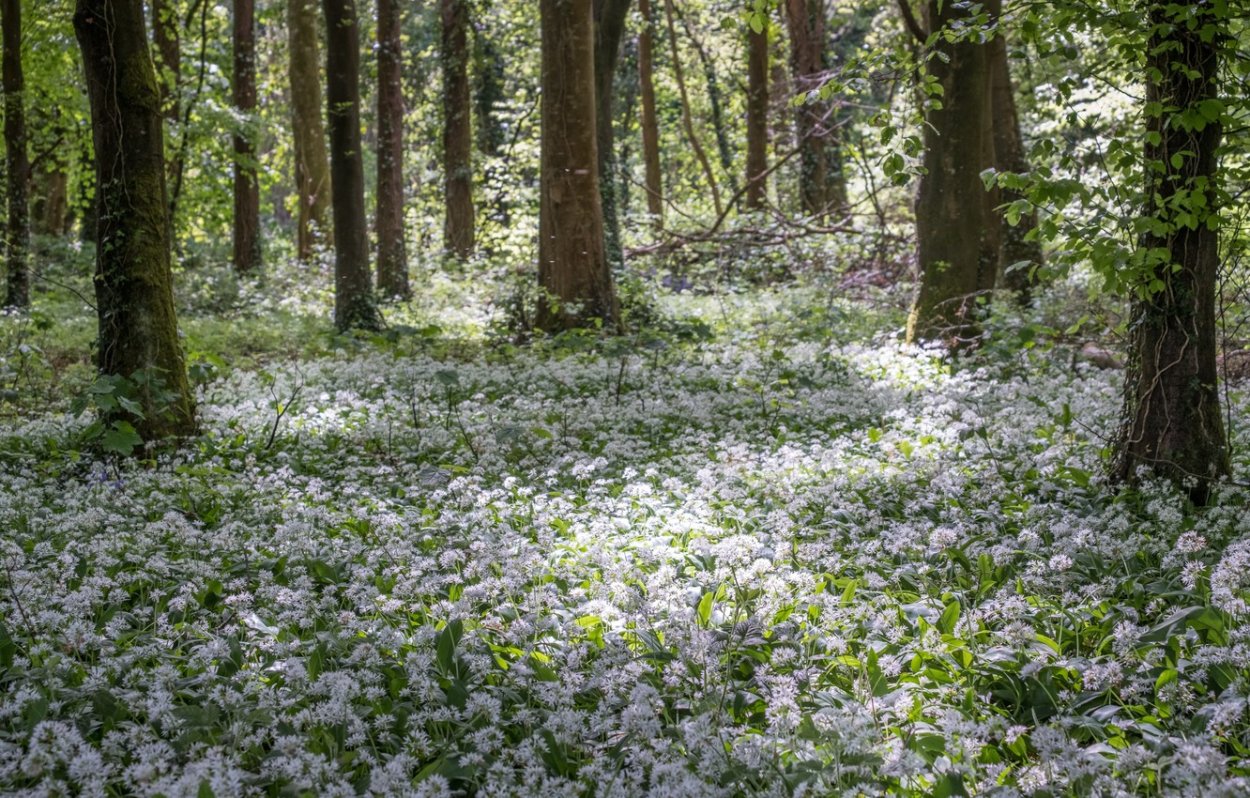 Беловежская пуща
