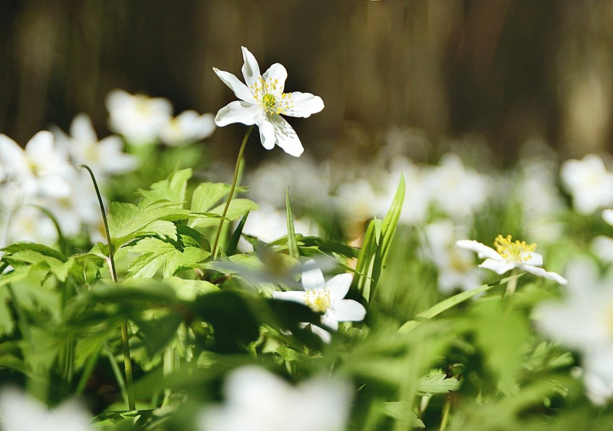 Ветреница солнечно