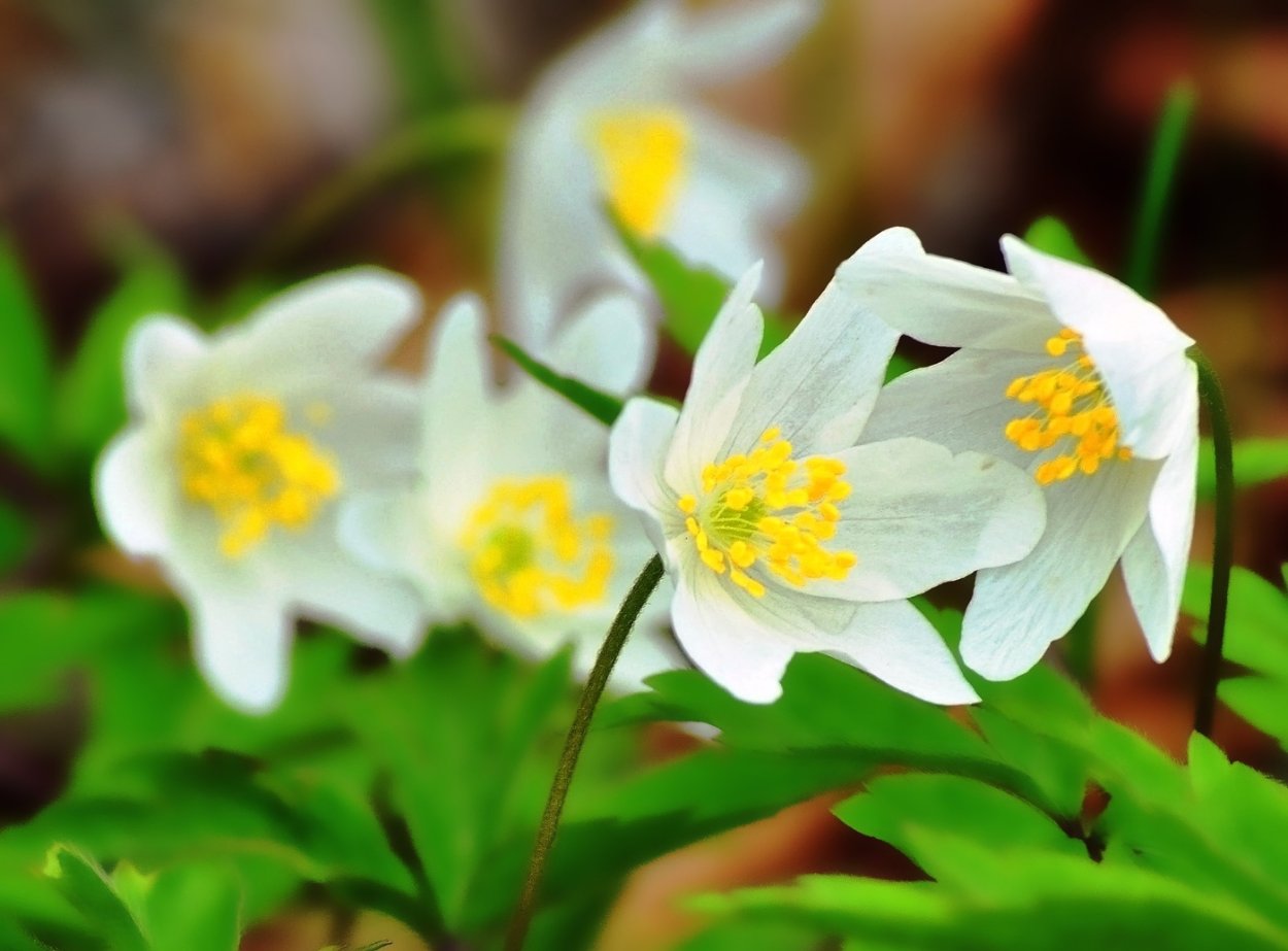 Весна первоцветы