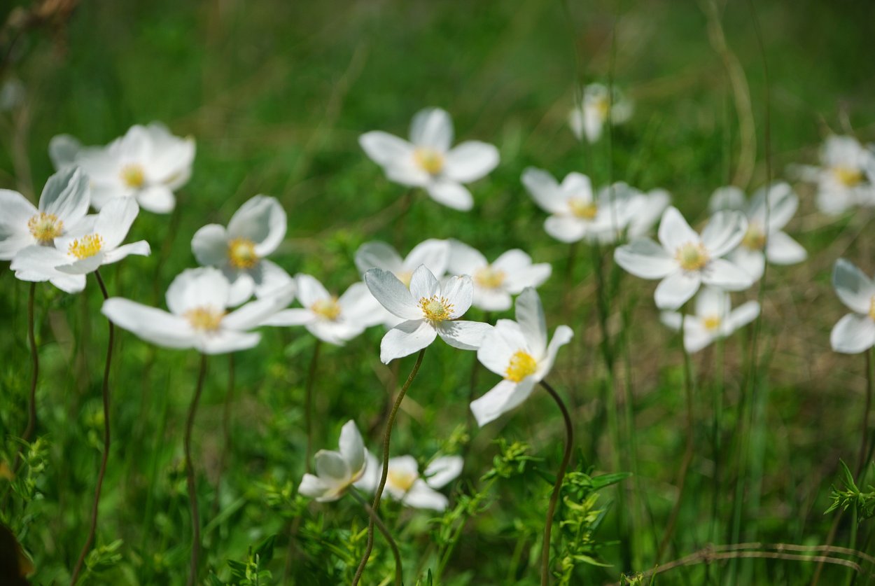 Сибирские Лесные подснежники