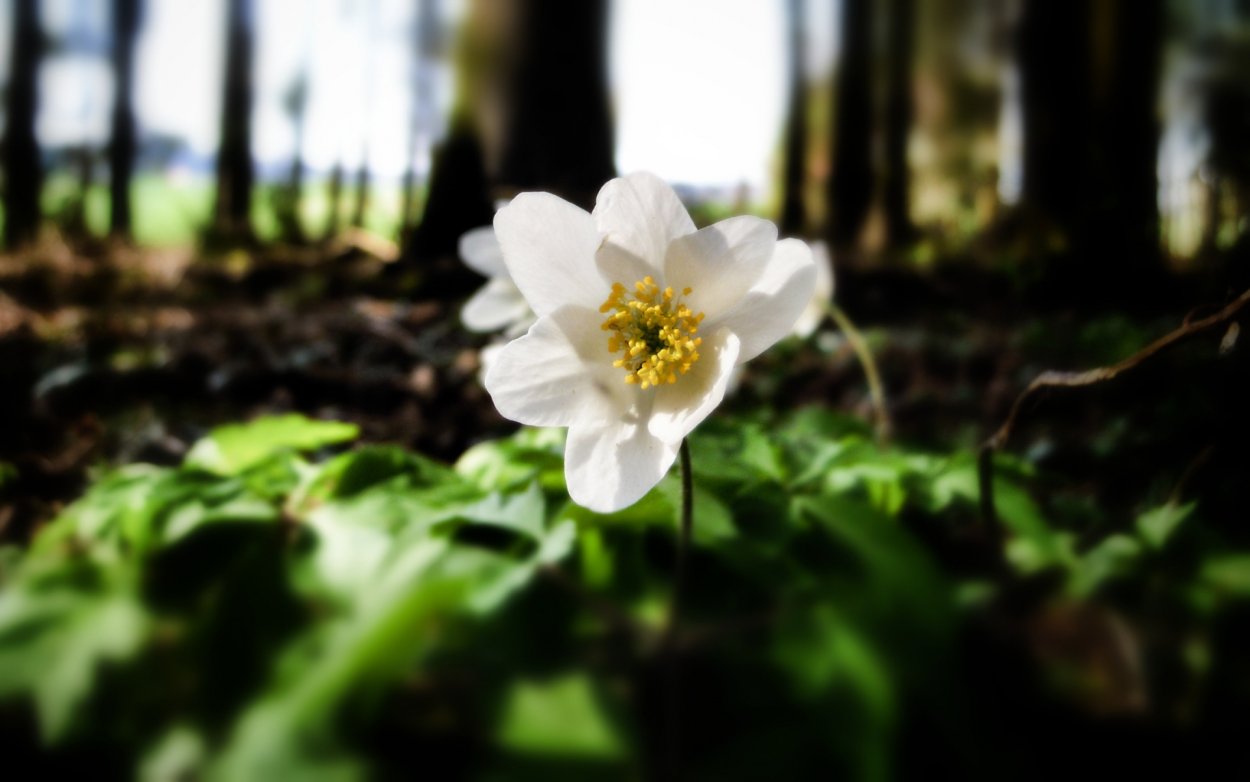 Ветреница Уральская