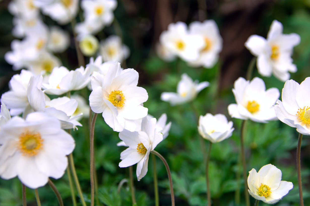 Анемона ветреница белая