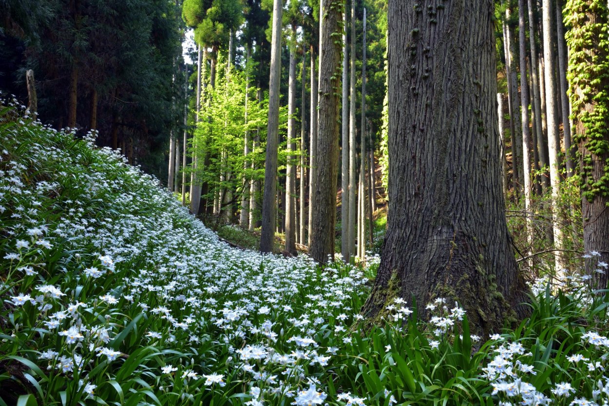 Белые цветы в лесу