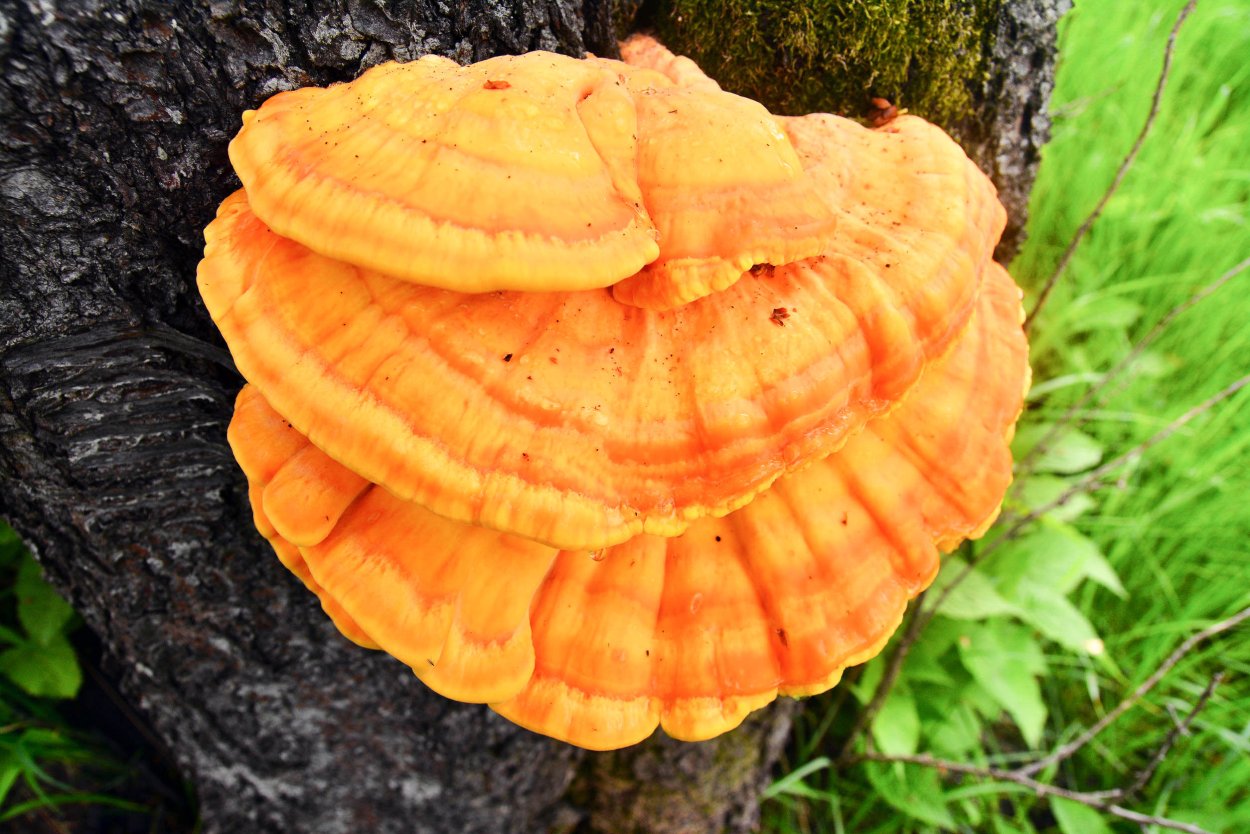 Трутовик ядовитый