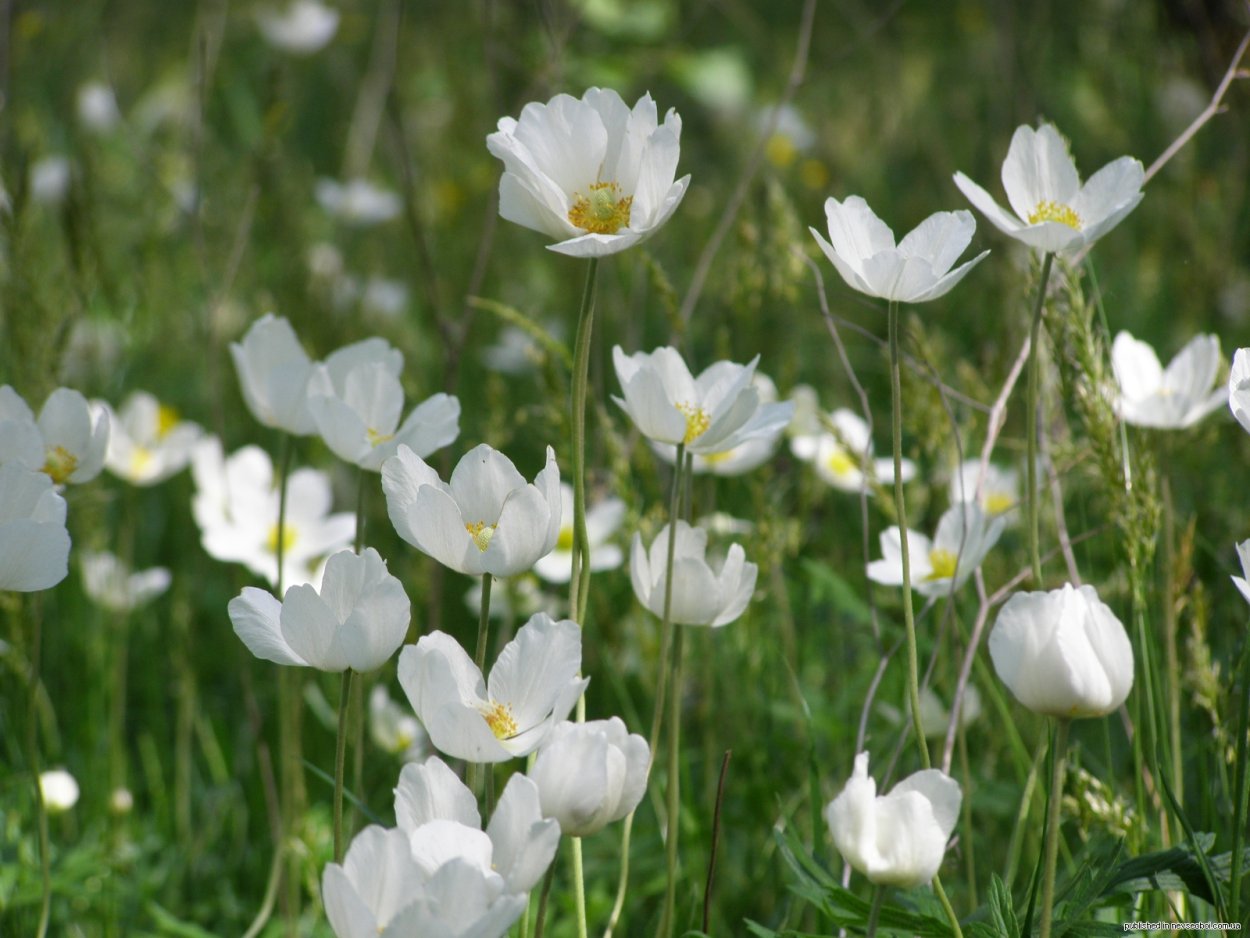 Полевые цветочки весенние