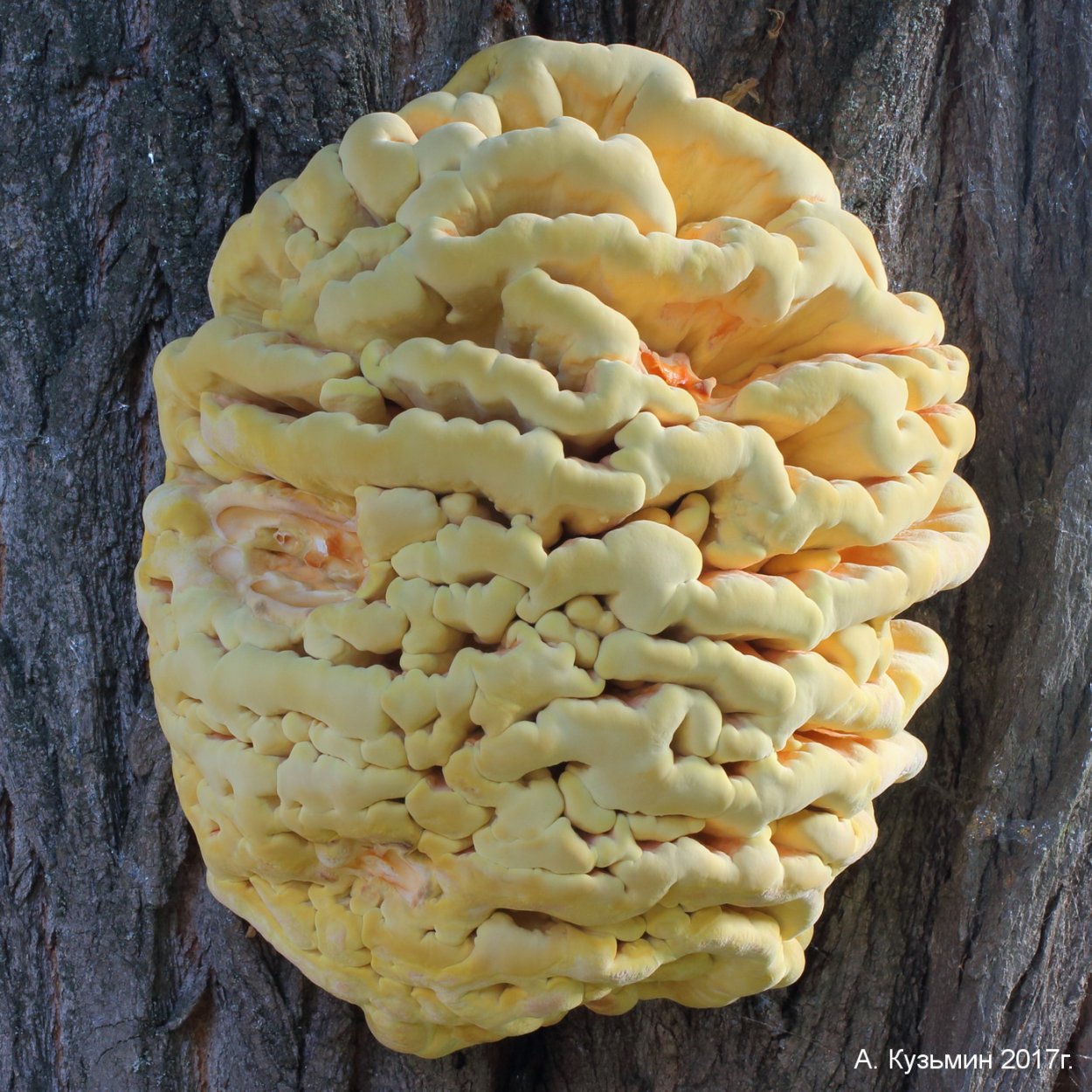 Трутовик серно желтый Laetiporus sulphureus