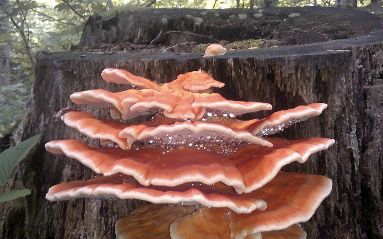 Древесный гриб трутовик