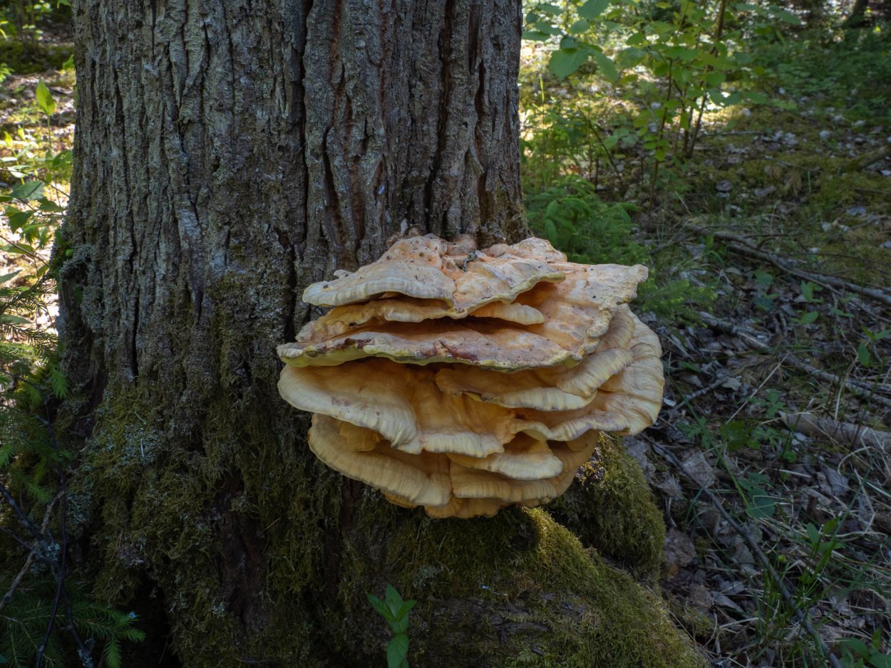 Древесный гриб трутовик