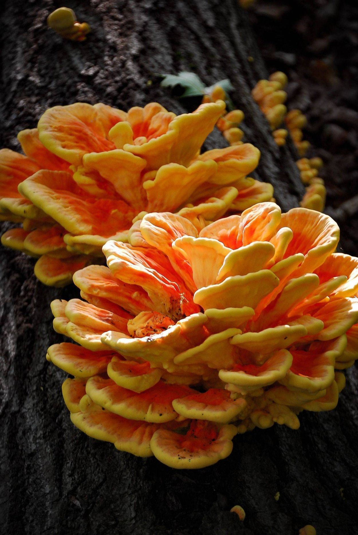 Кленовый трутовик