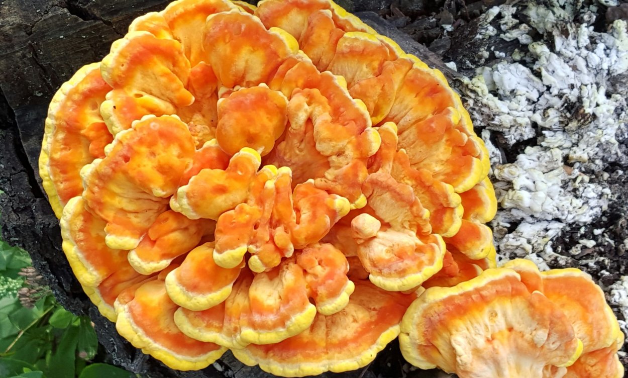 Laetiporus sulphureus ekish usullari