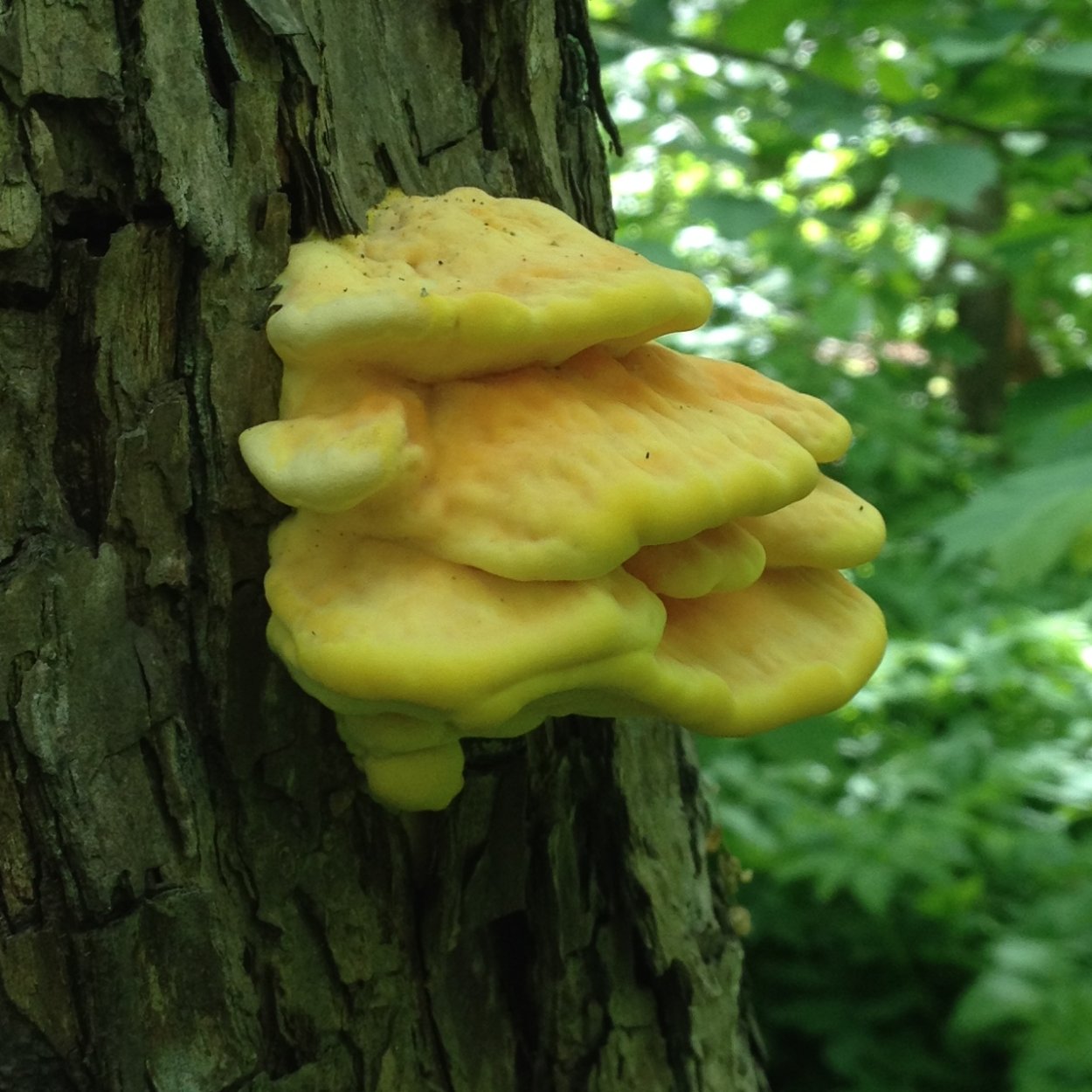 Трутовик серно желтый Laetiporus sulphureus