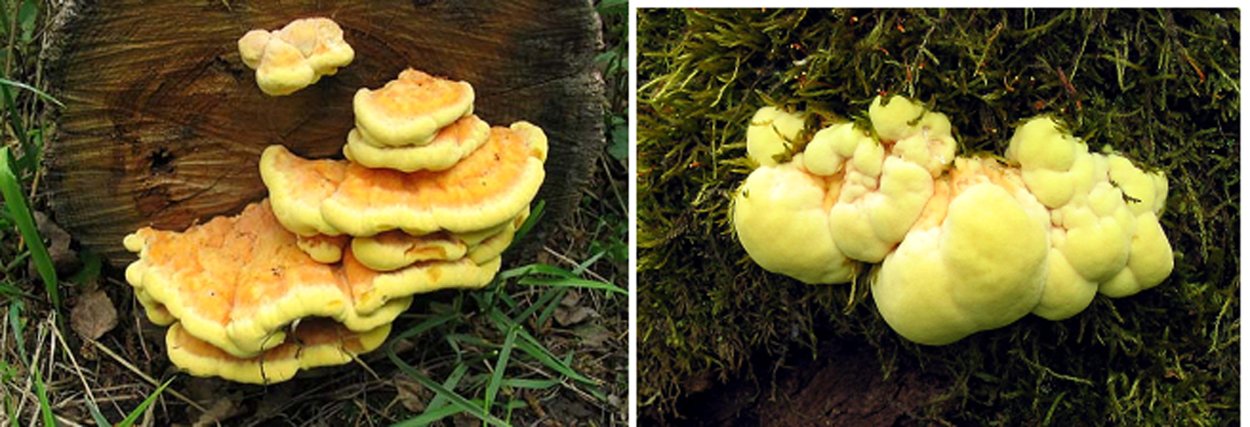 Трутовик серно-желтый молодой фото