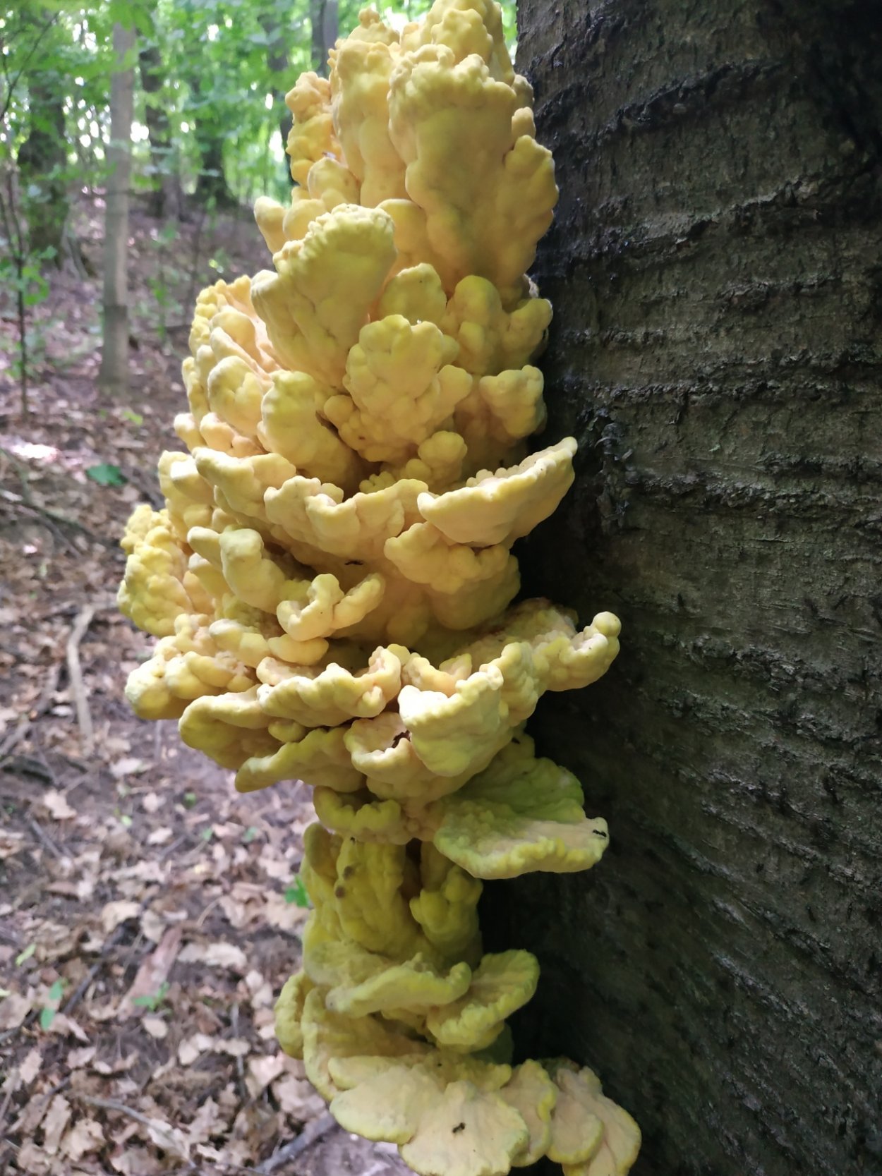 Трутовик оранжевый съедобный