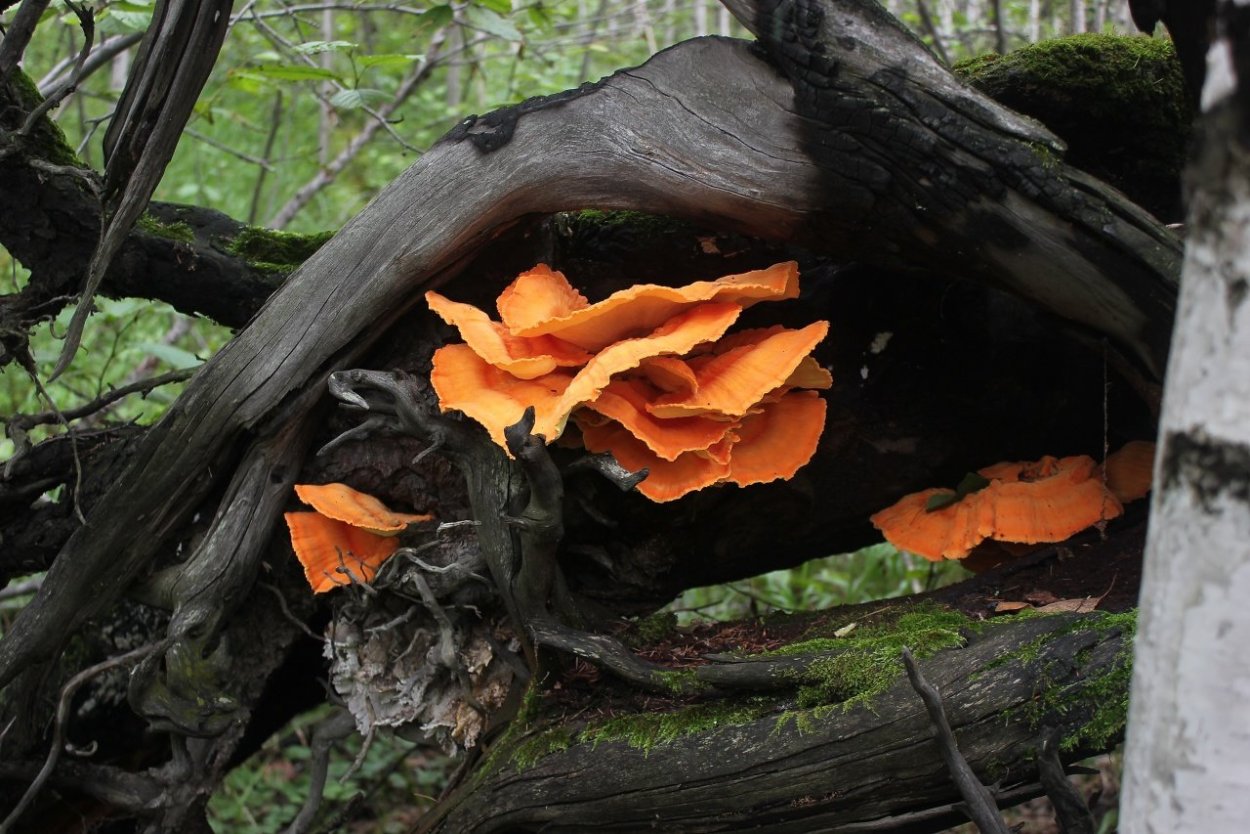 Бабуры грибы