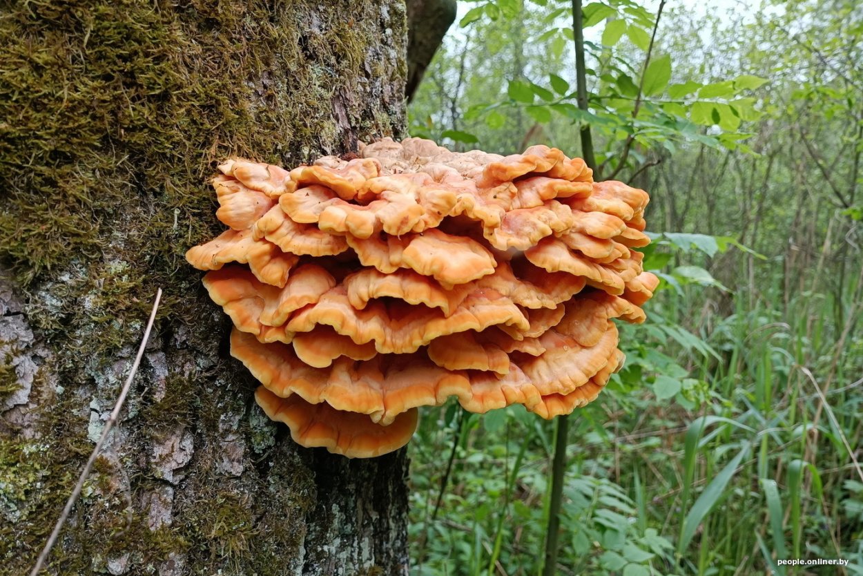 Трутовик вешенки Березовая