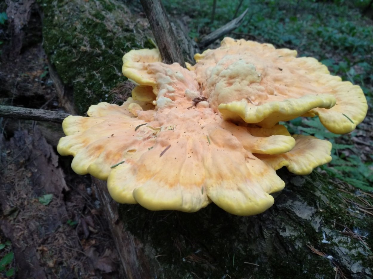 Гриб трутовик серно желтый