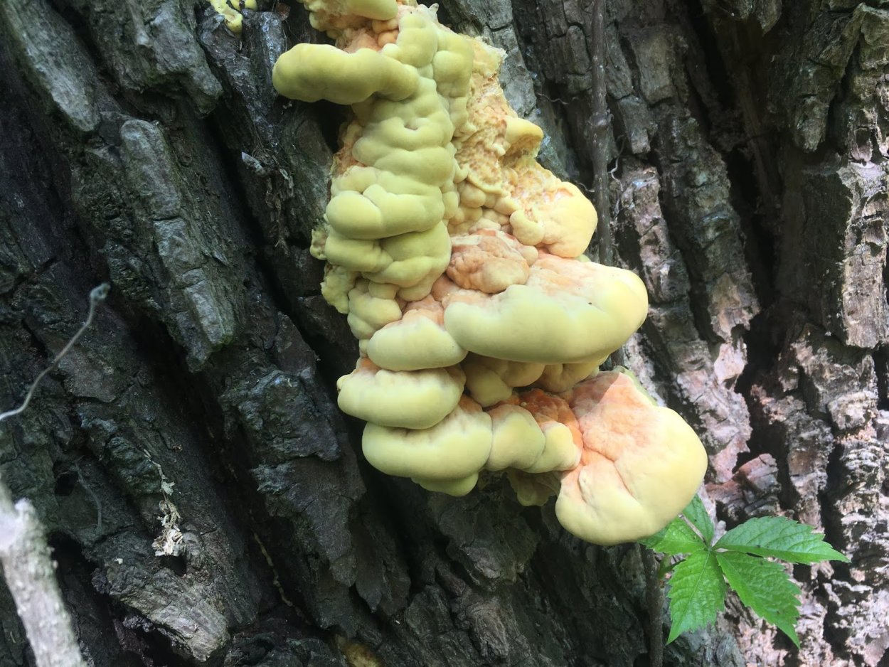 Трутовик серно-желтый молодой