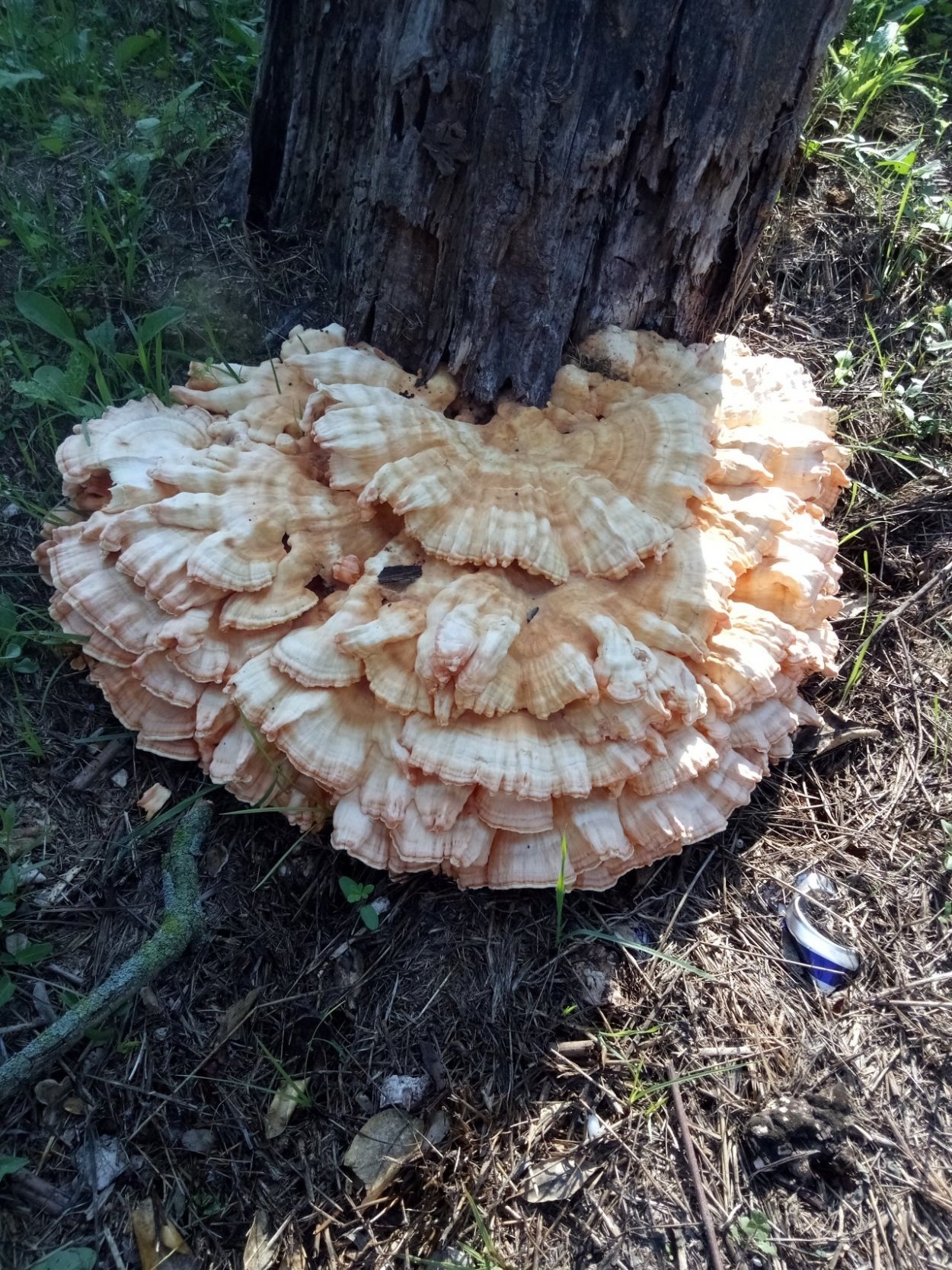 Инкруципулюм сернисто-желтый