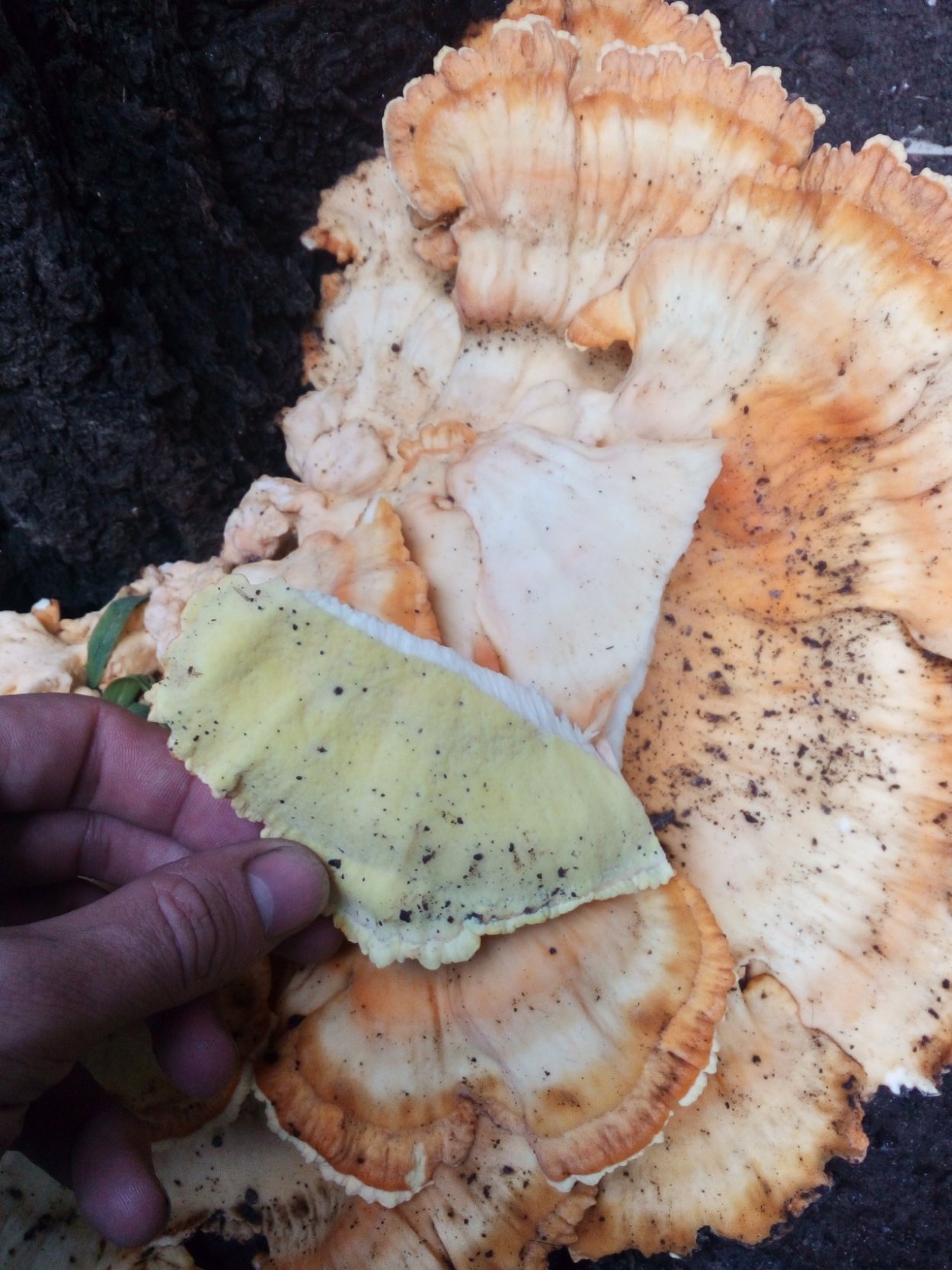 Трутовик сернисто жёлтый