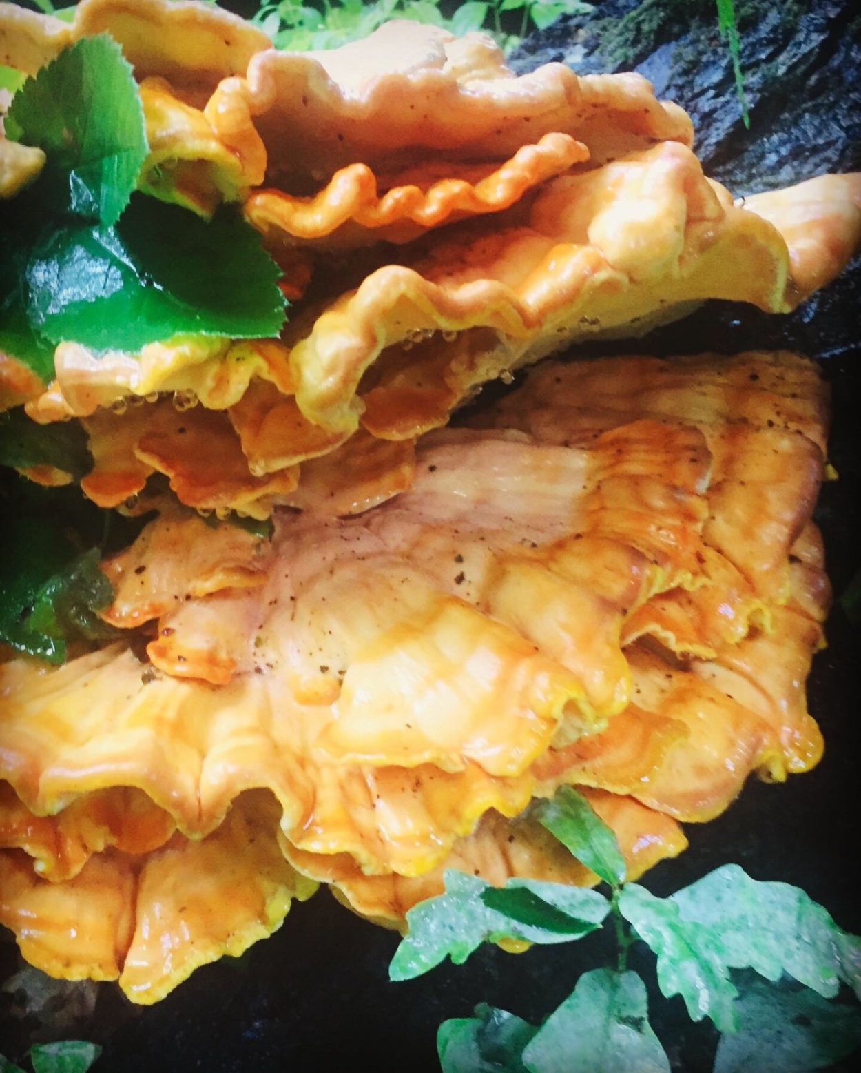 Грибы Греции