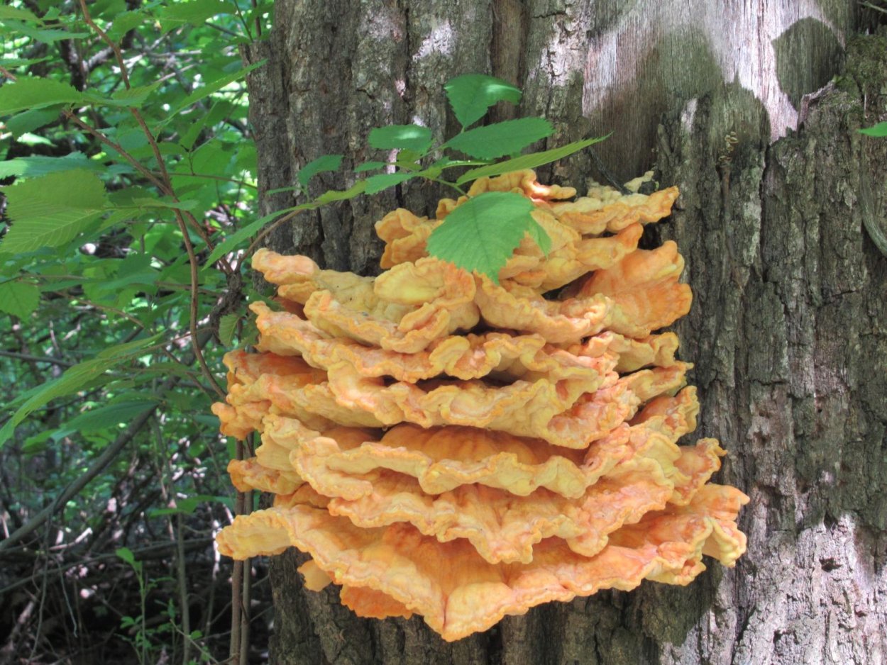 Трутовик серно-жёлтый