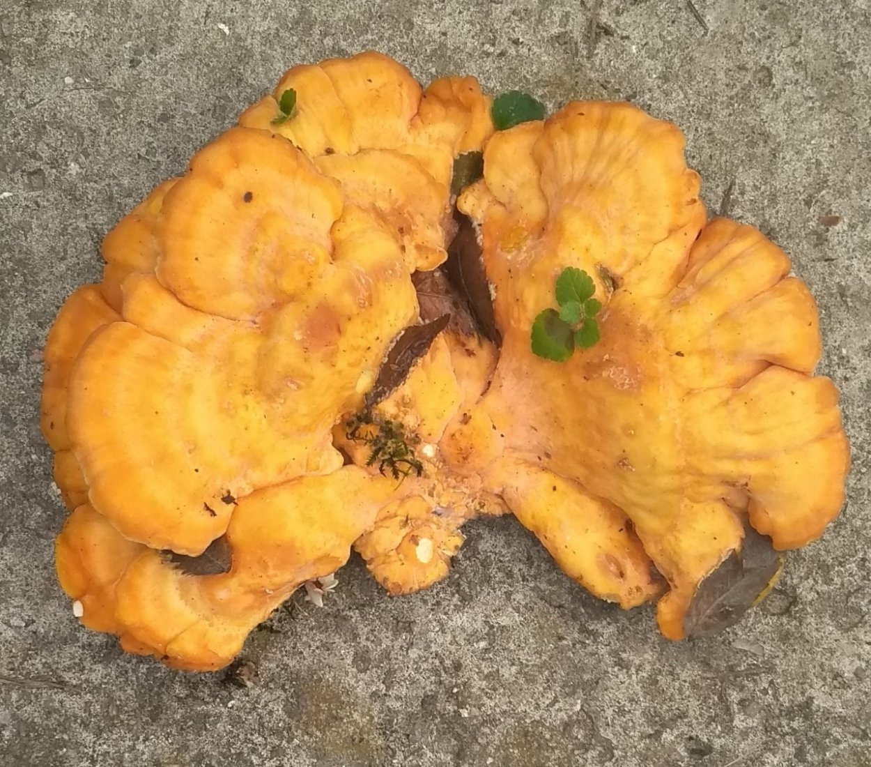 Трутовик серно-жёлтый трутовики