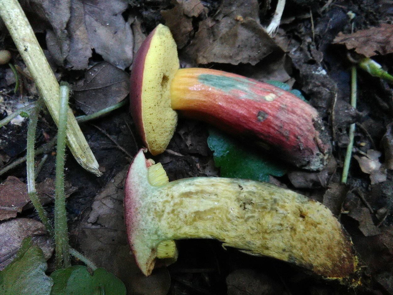 Перечный гриб рубиновый