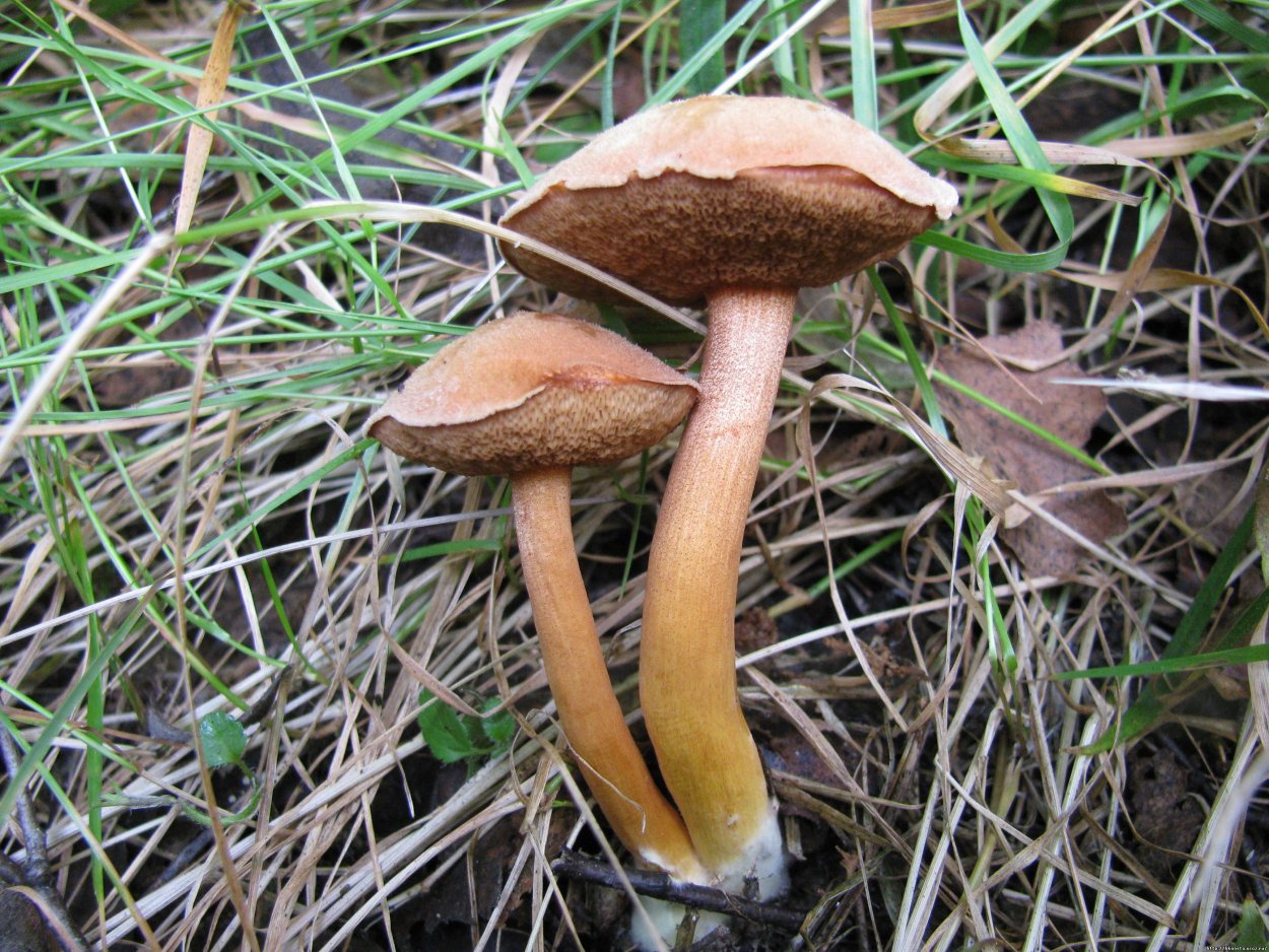 Моховик трещиноватый