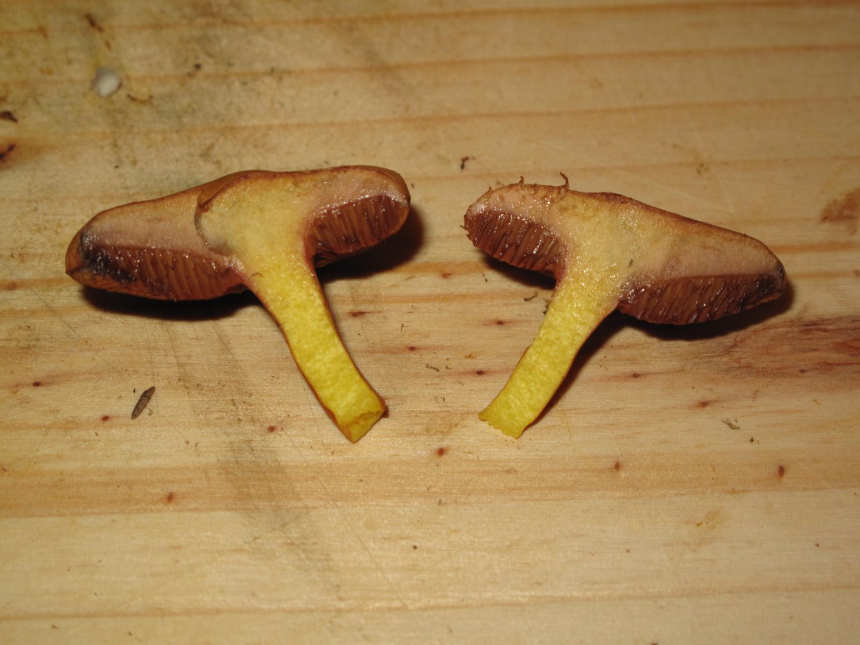 Перечный гриб и Козляк