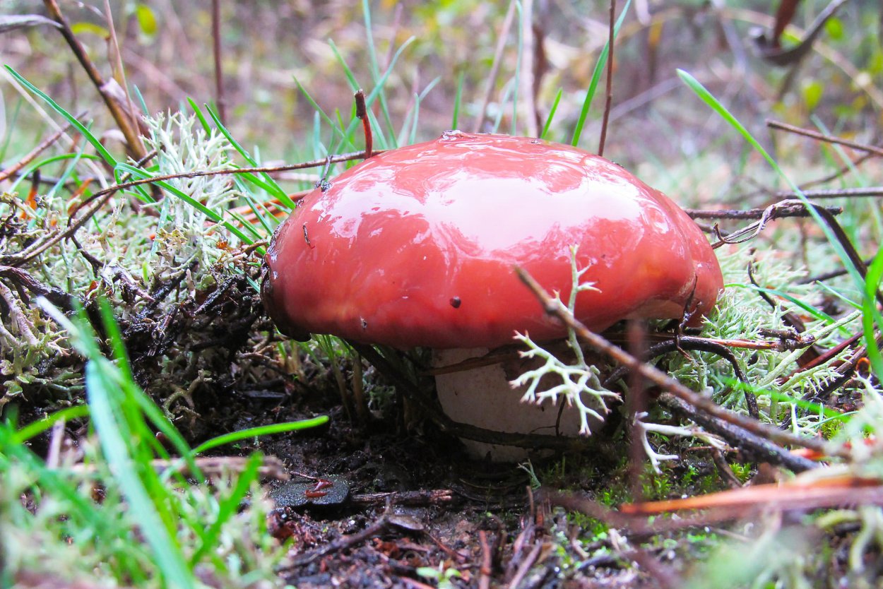 Паутинник кроваво-красный Cortinarius sanguineus